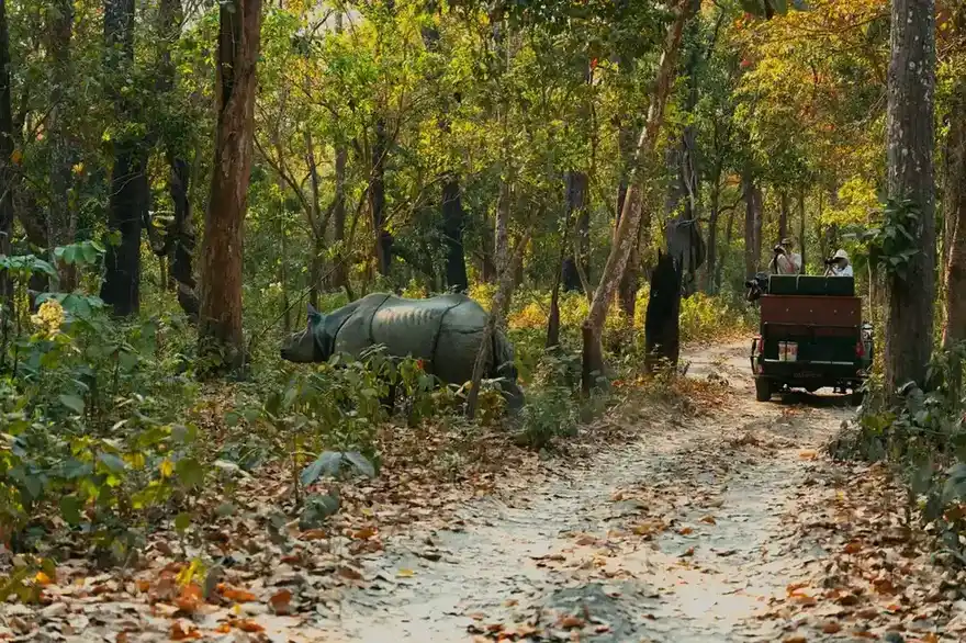 Living Tanks: The Greater One-Horned Rhinoceros, the ancient guardian of the Terai
